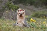 YORKSHIRE TERRIER 006